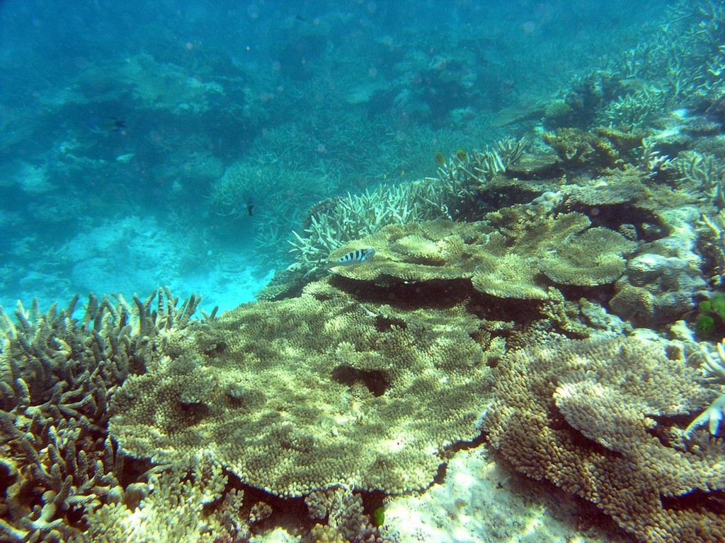 Diverse reef community. Oyster Island, Santo, Vanuatu. Photo courtesy of K-le Gomez. <br />
 <br />
 © ARC Centre of Excellence Coral Reef Studies http://www.coralcoe.org.au/